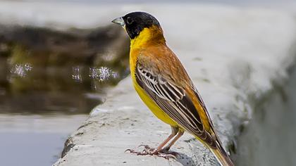 Karabaşlı kirazkuşu