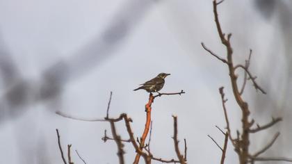 Fieldfare