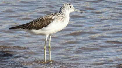 Common Greenshank