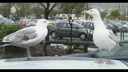 Kuzey gümüş martı