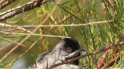 Karaboğazlı ötleğen