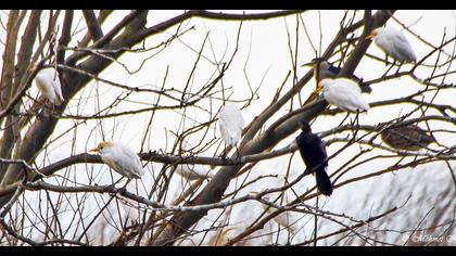 Sığır balıkçılı