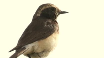 Kıbrıs kuyrukkakanı