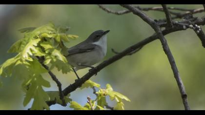 Küçük akgerdanlı ötleğen