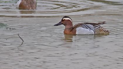 Garganey