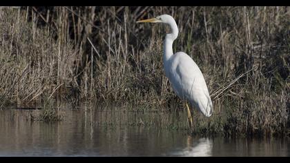 Büyük ak balıkçıl