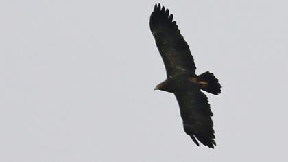 Büyük orman kartalı