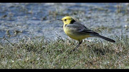 Sarıbaşlı kuyruksallayan
