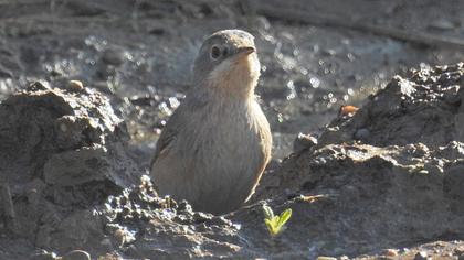 Bıyıklı ötleğen