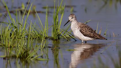 Bataklık düdükçünü