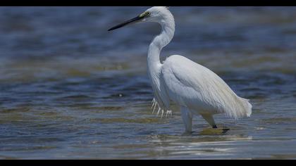 Küçük ak balıkçıl