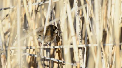 Bataklık kamışçını