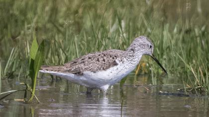 Bataklık düdükçünü