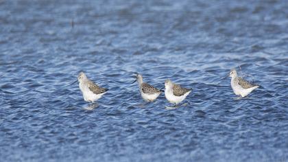 Bataklık düdükçünü