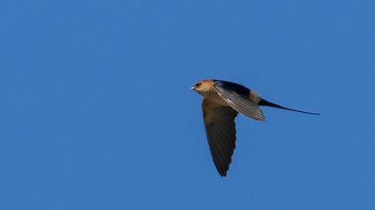 Kızıl kırlangıç