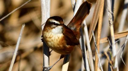 Bıyıklı kamışçın