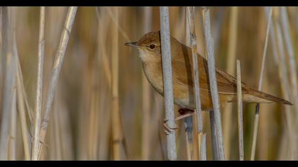 Bataklık kamışçını
