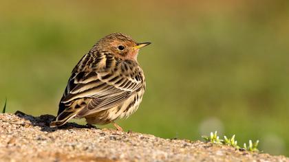 Kızılgerdanlı incirkuşu