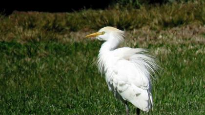 Sığır balıkçılı