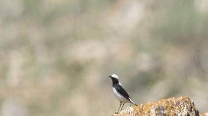 Aksırtlı kuyrukkakan