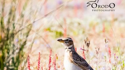 Küçük boğmaklı toygar