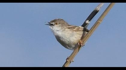 Dikkuyruklu ötleğen