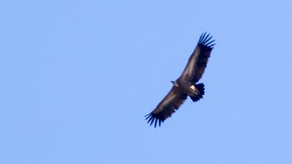 Griffon Vulture