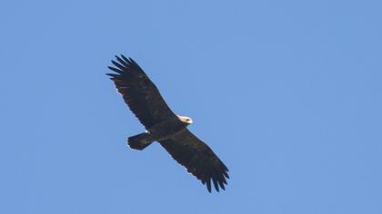 Küçük orman kartalı