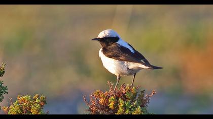 Aksırtlı kuyrukkakan
