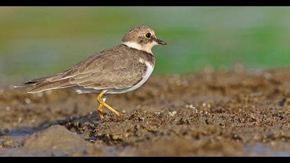 Halkalı küçük cılıbıt