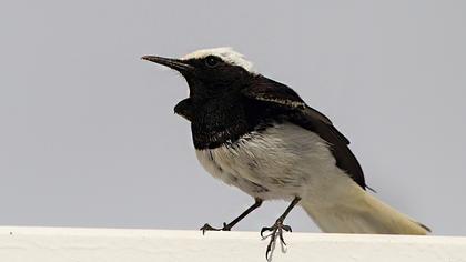 Keşiş kuyrukkakanı