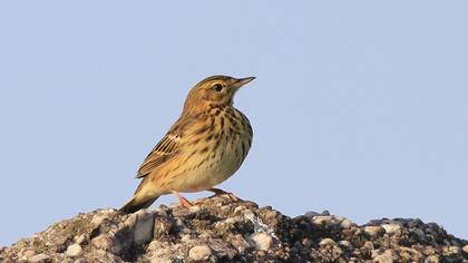 Kızılgerdanlı incirkuşu