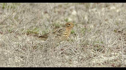 Kızılgerdanlı incirkuşu
