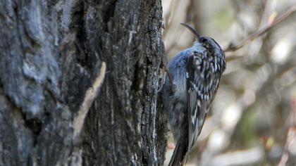 Bahçe tırmaşıkkuşu
