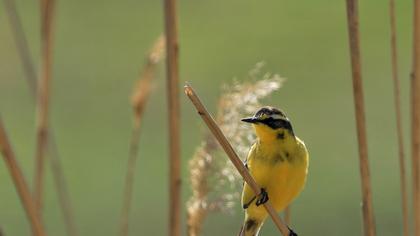 Sarı kuyruksallayan