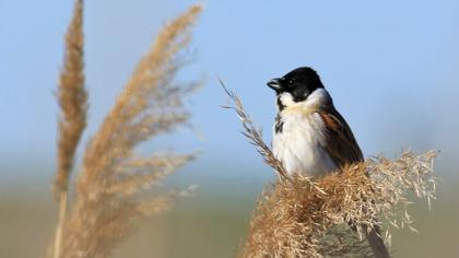 Bataklık Kirazkuşu