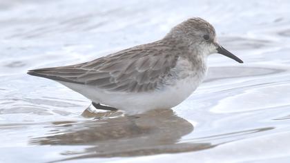 Karakarınlı kumkuşu