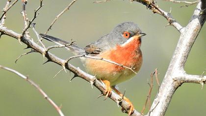 Bıyıklı ötleğen