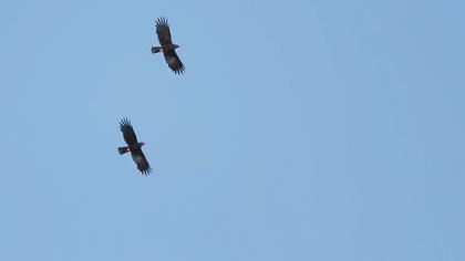 Kırmızıgagalı dağ kargası