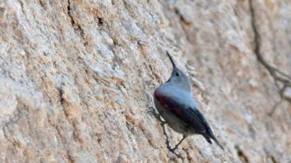 Duvar tırmaşıkkuşu