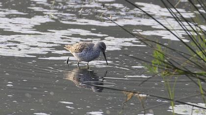 Bataklık düdükçünü