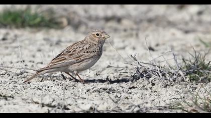 Türkistan çorak toygarı