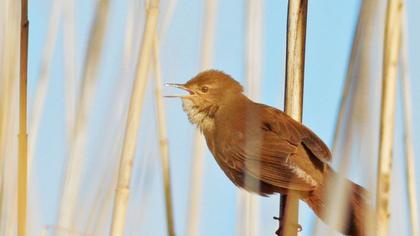 Bataklık kamışçını