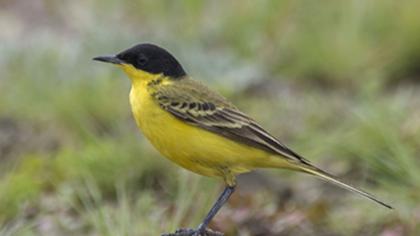 Sarı kuyruksallayan