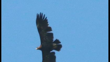 Küçük orman kartalı