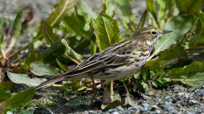 Kızılgerdanlı incirkuşu
