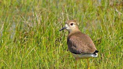 Akkuyruklu kızkuşu