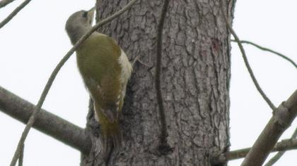 Küçük yeşil ağaçkakan