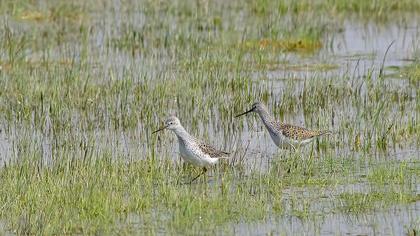 Bataklık düdükçünü