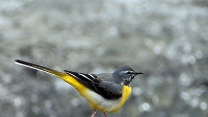 Dağ kuyruksallayanı